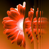 Gerbera Flower Vertical Slivers Photographic Print by Winfred Evers