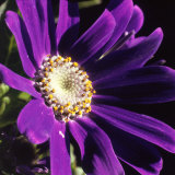 Cineraria, Senecio Hybridus, Oregon Photographie par Images Monsoon