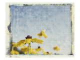 Blackeyed Susans I Lámina giclée por Meghan McSweeney