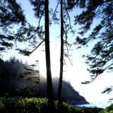 Two Trees on Edge of Lake and Forest at Sunrise, Smuggler Cove, Oregon, USA Photographic Print by Deon Reynolds