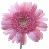 Still Life Photograph, Frontal Shot of a Pink Gerbera, Square Format Image Photographic Print by Images Monsoon