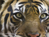 Close-Up of a Tiger Lámina fotográfica por Images Monsoon