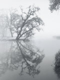 Trees Amidst Fog Photographic Print by Diane Miller