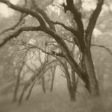Sepia Toneds Image of Trees in the Wood Photographic Print by Diane Miller