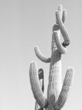 Black and White Image of a Cactus Photographic Print by Images Monsoon