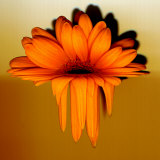 Gerbera Flower Melting, Digital Manipulation Photographic Print by Winfred Evers