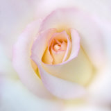 Rosa Fotografie-Druck von Diane Miller