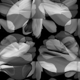 Floral Petals Upon Petals Photographic Print by Winfred Evers