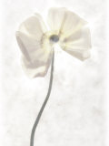 Still Life of a Flower Photographic Print by Joyce Tenneson