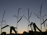 Corn Silhouetted by a Late Sunset Photographic Print by John Churchman
