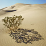 Ibex Dunes, Creosote Bush, Larrea Tridentata, in Sand Dunes, Death Valley National Park, California Photographic Print by Deon Reynolds