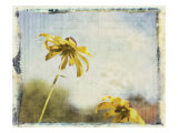 Blackeyed Susans II Lámina giclée por Meghan McSweeney