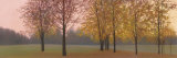 Autumn Dawn, Maples Poster by Elissa Gore