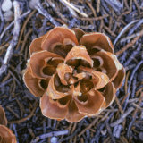 Singleleaf Pinyon Pine Cone, Pinus Monophylla, Nevada Photographic Print by Images Monsoon