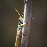 Close-Up of an Adult American Bird Grasshopper, Schistocerca Americana Lámina fotográfica por Images Monsoon
