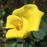 Calla Lily, Araceae Zantedeschia Elliottiana, Oregon Photographic Print by Images Monsoon