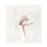 Still Life of a Flower Photographic Print by Joyce Tenneson