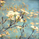Dogwood II Posters by Amy Melious