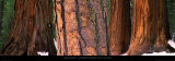 Californian Redwood Trees, California Poster von John Lawrence