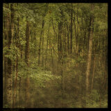 Fog in Mountain Trees Art by John Golden