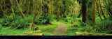 Road through Temperate Rain Forest, Olympic Peninsula Affiches par John Lawrence