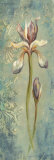 Floral XXIII Posters by Hazel Lee