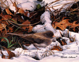 Winter Junco Art by Russ Cobane