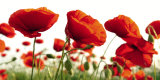Poppy Blossoms Posters