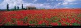 Tuscany, Field of Poppies Affiches par Tom Mackie