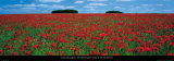 Cotswolds, Field of Poppies Poster von Tom Mackie
