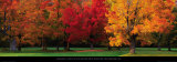 Maple Trees in Autumn, White Mountains, New Hampshire Posters par Tom Mackie