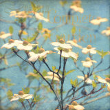Dogwood I Affiches par Amy Melious