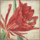 Fleur rouge Affiche par Stephanie Marrott