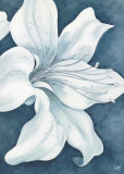 Wistful Lily II Prints by Kaye Lake