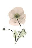 Iceland Poppy Pósters por Albert Koetsier Iceland Poppy Pósters por Albert Koetsier