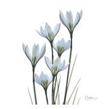 White Rain Lily III Print by Albert Koetsier