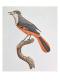 Orange Jay Giclee Print by Jacques Barraband