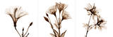 Sepia Floral I Arte por Albert Koetsier
