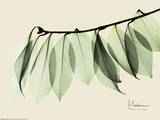 Sage Eucalyptus Leaves I Prints by Albert Koetsier