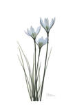 White Rain Lily Affiches par Albert Koetsier