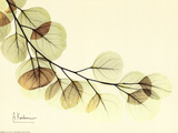 Sage Eucalyptus Leaves II Plakater af Albert Koetsier Sage Eucalyptus Leaves II Plakater af Albert Koetsier