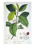Coffea Arabica Giclee Print by Pancrace Bessa