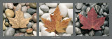 Feuilles et Galets Posters by Laurent Pinsard