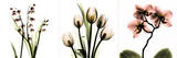 Fleurs roses II Affiches par Albert Koetsier
