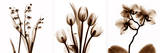 Sepia Floral II Lámina por Albert Koetsier Sepia Floral II Lámina por Albert Koetsier