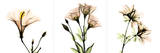 Floral en rosa I Pósters por Albert Koetsier
