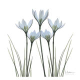 White Rain Lily II Art par Albert Koetsier