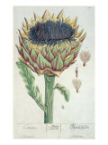 Artichoke, from 'Herbarium Blackwellianum', 1757 Giclee Print by Elizabeth Blackwell