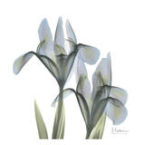 Japanese Iris II Pósters por Albert Koetsier