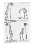 Les Pourquoi De Monsieur Toto', Caricature of Darwin's Theory of Evolution, C.1900 Giclee Print by Emmanuel Poire Caran D'ache